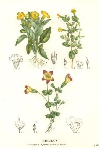 Musk - Mimulus moschatus - Губастик мускусный